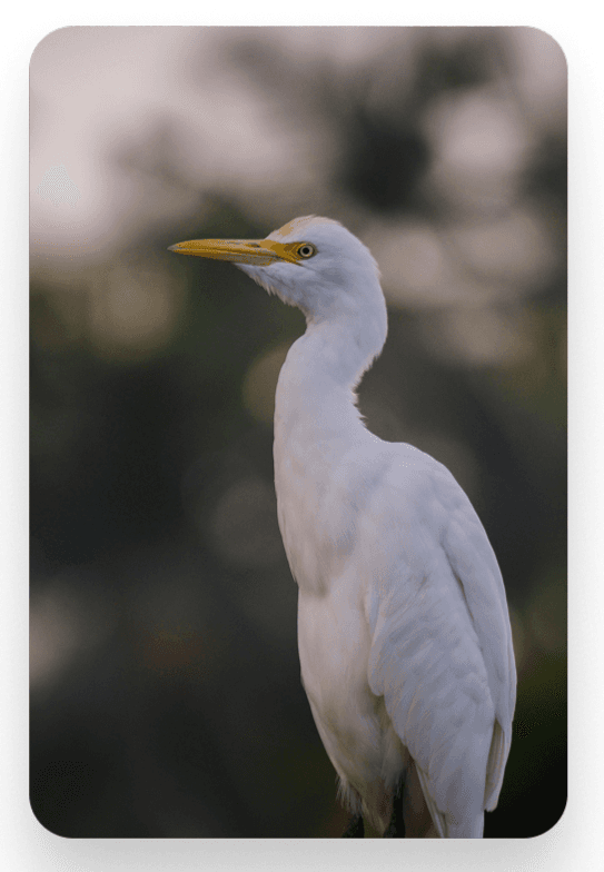 White Bird