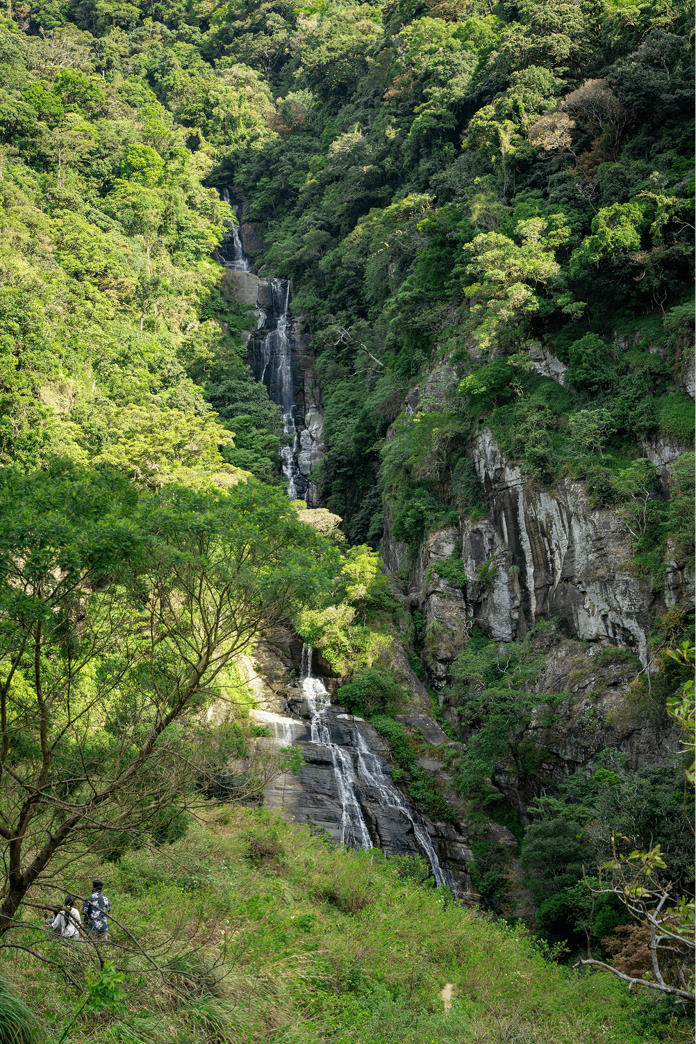 Mountain forest