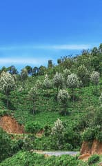 Sri Lanka landscape